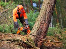 How Our Tree Care Process Works  in Mission Bend, TX